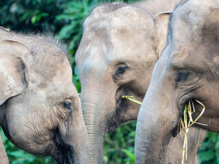 Close-Up Faces of Three Elephants Eating Fresh Green Grass Together
