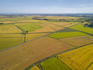 Aerial view photo, taken by a drone, of the paddy fields ready to be harvested in Lomellina, northern Italy. Lomellina is a countryside area between Piedmont and Lombardy Regions (Northern Italy).