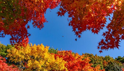 Fototapeta premium Autumn leaves vibrant colors against clear blue sky