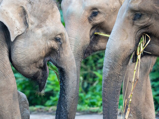 Close-Up Faces of Three Elephants Eating Fresh Green Grass Together