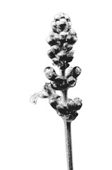 Black-and-white close-up of lavender flower spike with tightly clustered buds. Emphasizes texture and structure for botanical or artistic themes