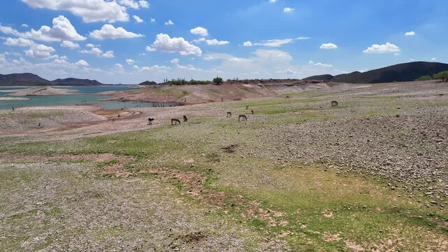 Aerial view of burros grazing in a rocky, arid landscape near the tranquil, turquoise waters of Lake Pleasant, Lake Pleasant, Morristown, United States.