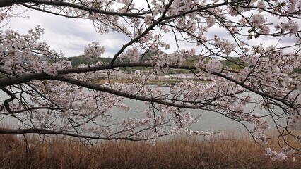 Cherry Blossoms in Full Bloom