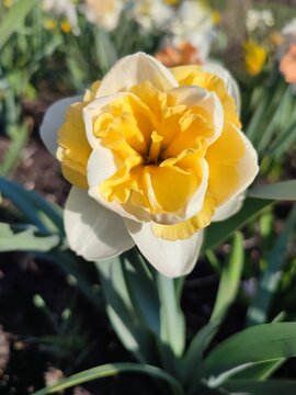Fototapeta Blooming flower daffodil variety Golden Pearl with white yellow petals with stamens on green stem with leaves on background of narcissus flowers, and growing in ground in garden meadow on sunny spring