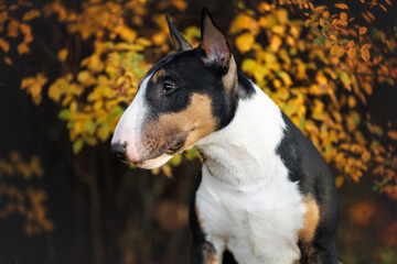 tricolor bull terrier dog portrait outdors in autumn