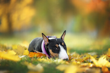 cute bull terrier dog lying on fallen leaves in autumn