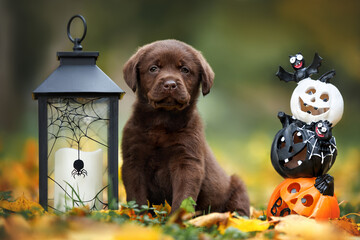 chocolate labrador puppy posing for Halloween