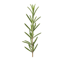 Fresh vibrant rosemary sprig for culinary inspiration and natural wellness projects