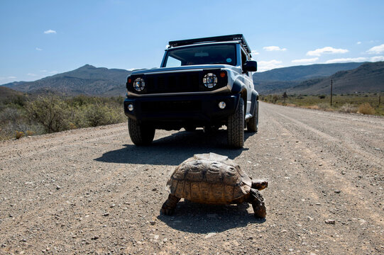 Mountain tortoise calming traffic