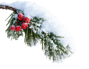 Snow-Covered Pine Branch with Winter Berries and Frost, Angled Shot Isolated on Transparent Background PNG