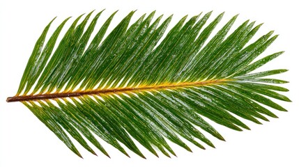 Naklejka premium Bright green sprig with needle-like leaves radiating from a central stem, isolated on a white background