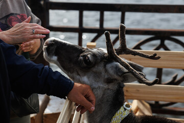 An UpClose View of a Reindeer Engaging and Interacting with Visitors and Guests
