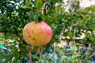 Unripe green pomegranate hang on tree branch, fruit growing in garden farm