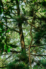 Sunlit Tree Canopy in a Lush Forest