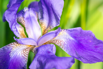 Beautiful bearded blue iris flower against an out-of-focus garden background green and violet hues