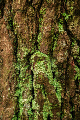 Tree Bark with Moss and Lichen Close-Up