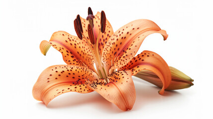 A tiger lily flower, Close-up of a vibrant orange lily flower with delicate spotted petals on a clean white background.
