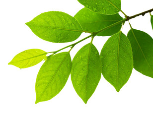 Fototapeta premium Realistic Tree Branch with Green Leaves and Dew Drops, Close-Up Isolated on Transparent Background PNG