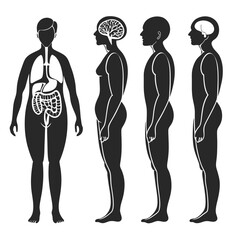 Human anatomy internal organs and brain silhouettes medical