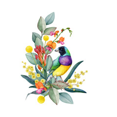 Gouldian finch with floral decor hand drawn vintage style watercolor illustration. Australian finch endemic wildlife bright bird with Australia wildflowers native flora decoration on white background