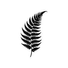 Silhouette of a fern frond art on transparent background