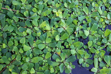 freshwater plant and leaf