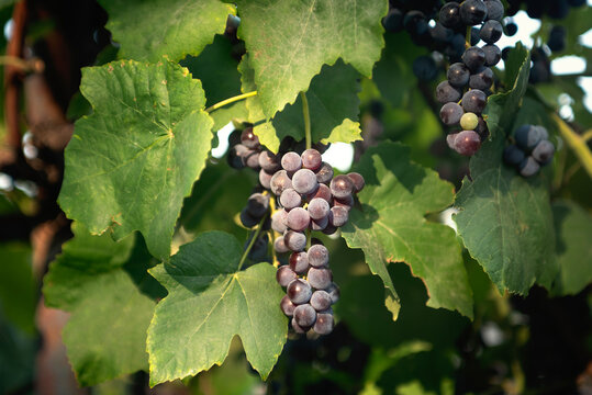 ripe bunch of Glenora grapes on a branch illuminated by the sun