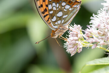 高原で見かけた蝶をマクロレンズで撮影