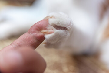 猫の伸びた鋭い爪