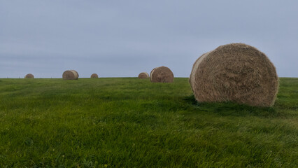 Close view of round hay bales in grassy green field with cloudy sky, rural agricultural landscape.