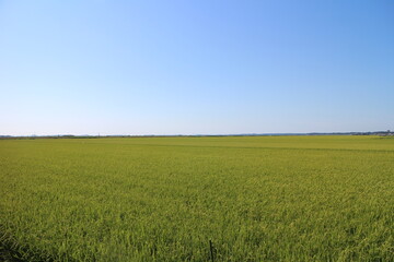 田園風景　rural scenery