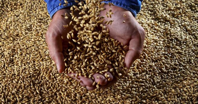 Slow Motion Close-Up Of Farmer Hands Holding And Pouring Barley Grains, Organic Harvest Agriculture Scene, Natural Food Ingredient For Bread, Beer, Whiskey, Sustainable Brewing And Healthy Nutrition 