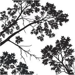Black tree branches with leaves against white silhouette © Sa