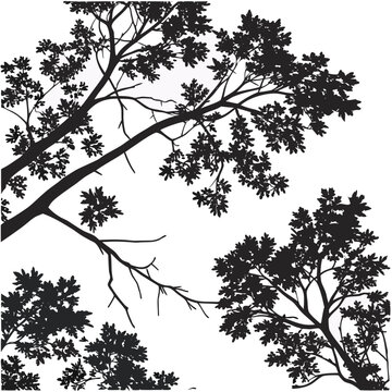 Black tree branches with leaves against white silhouette