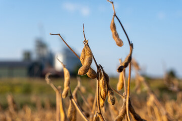 Soybean plants with pods hanging in a sunny field during harvest season in rural farmland, showcasing agricultural practices and natural beauty