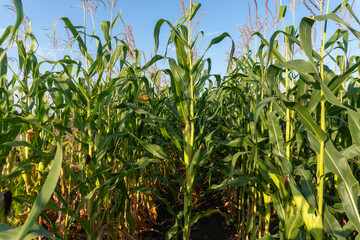 Lush cornfield with tall green plants reaching towards a clear blue sky in mid-summer