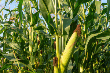 Corn plants thriving in a sunny field during the summer growing season with green leaves and developing ears