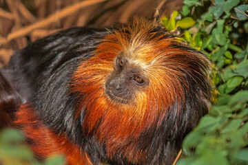 Tamarin lion à tête dorée en gros plan	