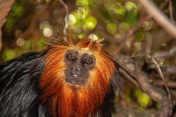 Fototapeta premium Tamarin lion à tête dorée en gros plan 
