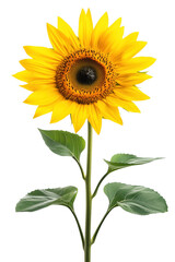 Fototapeta premium Vibrant sunflower against a transparent background showcasing beauty and natural elegance