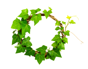  Fantasy-style ivy vine curling around invisible support with subtle shadows isolated on transparent background PNG