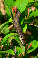 Raupe des Mittleren Weinschwärmers // Caterpillar of the Elephant hawk moth (Deilephila elpenor)