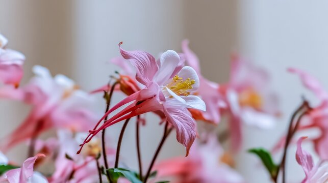 Delicate columbine flowers bloom in pastel colors with a soft light against a clean white background showcasing minimalist beauty
