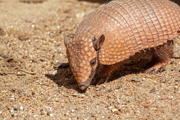 Tatou à six bandes - euphractus sexcinctus - en gros plan	