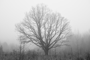 Spreading Oak Tree in Foggy Field – Horizontal Late Autumn Landscape