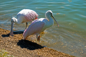Deux spatules blanches - Platalea leucorodia - au bord de l'eau