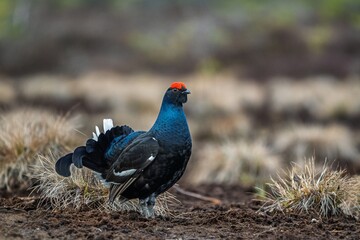 A stunning image of a male black grouse displaying in moorland habitat. The bird s striking plumage and vibrant red wattle are perfectly captured for nature and wildlife enthusiasts.