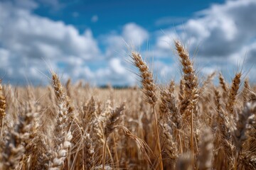 Fototapeta premium Golden wheat field under a partly cloudy sky (11)