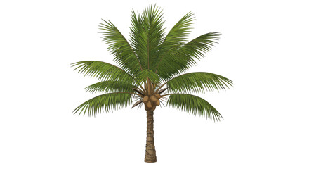 Detailed Illustration of a Coconut Palm Tree with Coconuts and Fronds