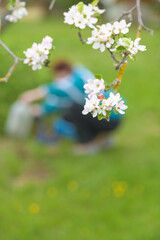 Spring apple blossoms with blurred gardener and copy space